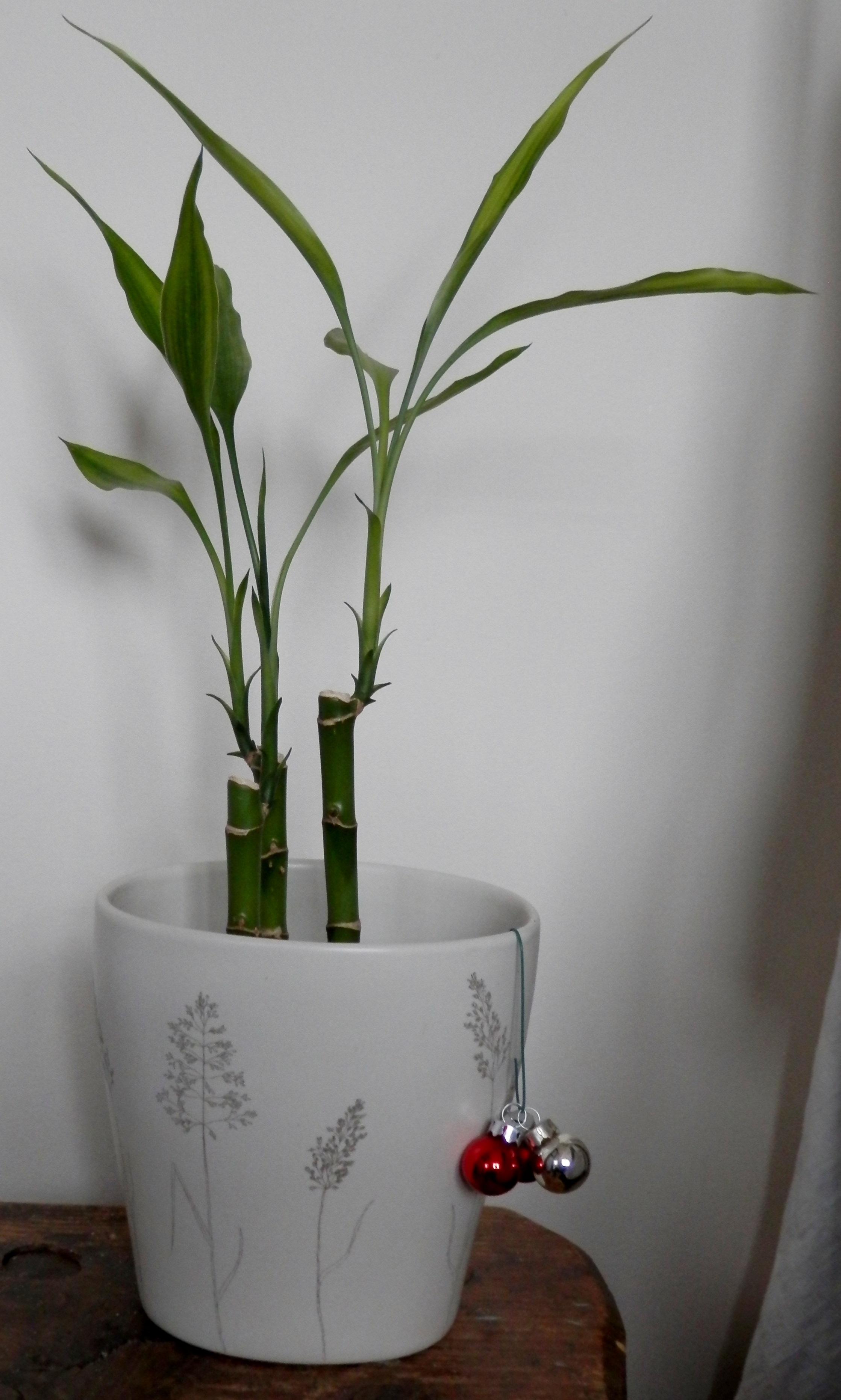 Ask Kathryn: Lucky Bamboo outgrows its container