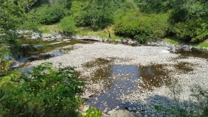 This is one river where salmon come to spawn. I guess they won't be back.