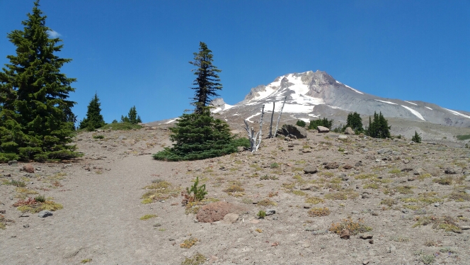 A lone evergreen tree stands tall on the foothills of Mt Hood.
