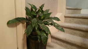 A Peace Lily can clean toxins out of the air!