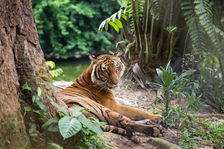 Malayan tiger is resting near the lake in the jungle