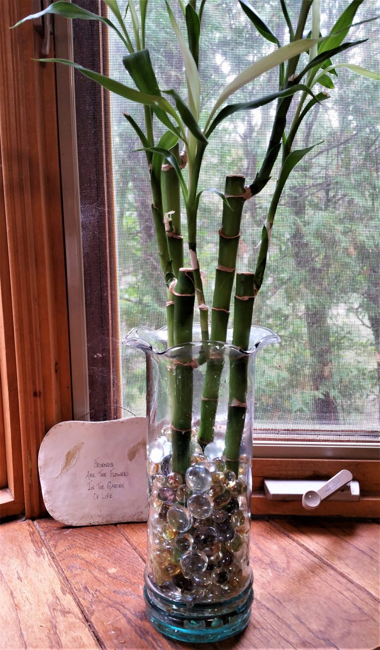 Care-of-Bamboo-Healthy-plant